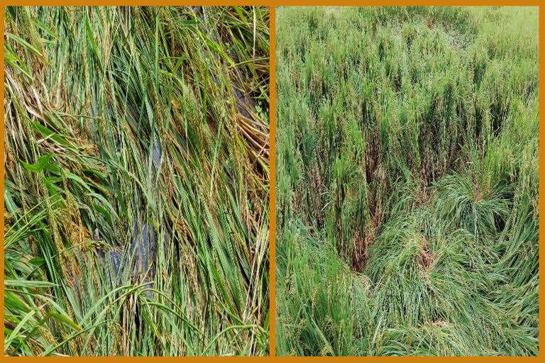 Paddy Crop Damage