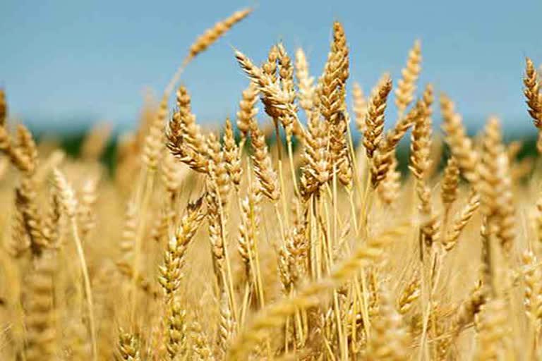 wheat crop varieties