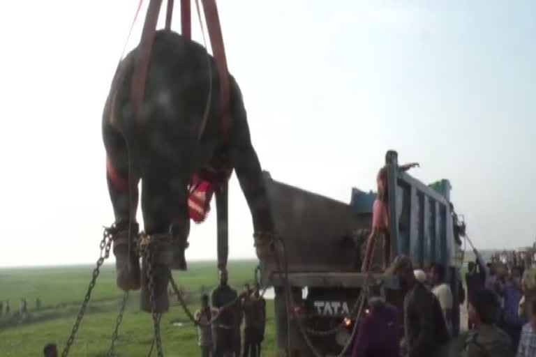 elephant-tranquilised-rescued-by-forest-officials-in-odishas-kendrarapa