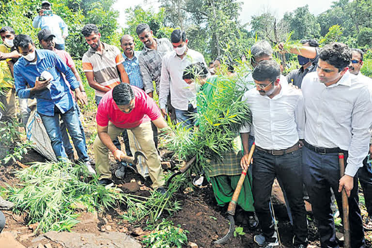 ganja plantation destroyed