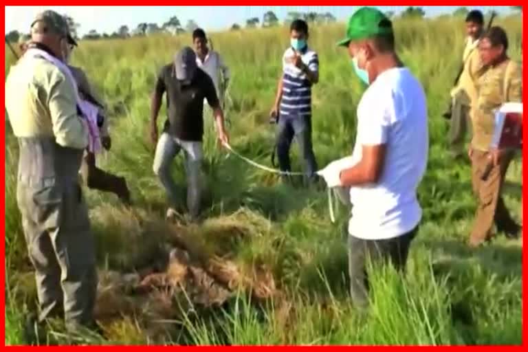 bengal tiger found death at orang