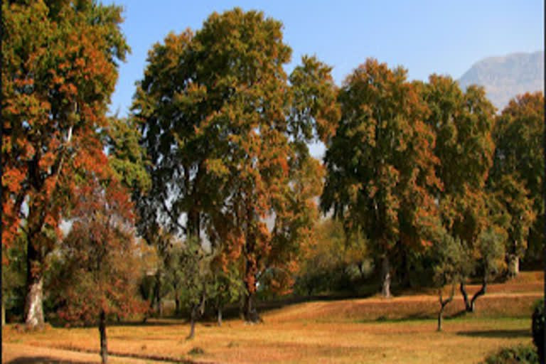 Chinar