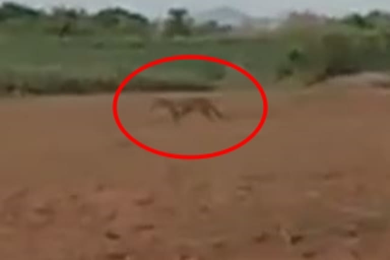 Leopards roaming in crop fields at chinnakadabaru