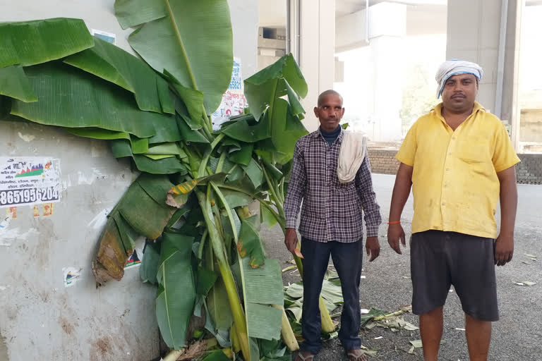 selling of banana plants