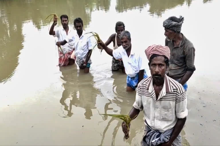 paddy crops  paddy crops damage  drainage not maintained properly  paddy crops damage because of drainage not maintained properly  mayiladuthurai news  mayiladuthurai latest news  மயிலாடுதுறை செய்திகள்  சம்பா பயிர்  ஆயிரம் ஏக்கர் சம்பா பயிர் நீரில் மூழ்கி சேதம்  மயிலாடுதுறையில் ஆயிரம் ஏக்கர் சம்பா பயிர் நீரில் மூழ்கி சேதம்