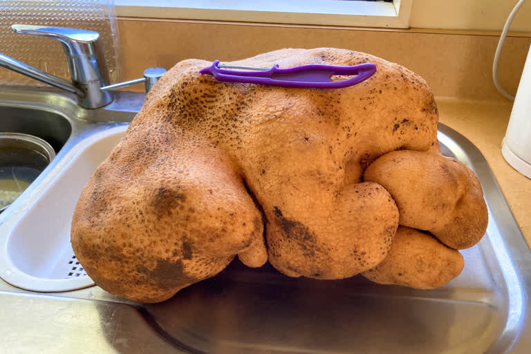 worlds biggest potato