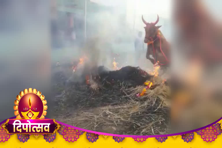 Tradition to #balipratipada; #Diwali of farmers blowing cattle out of fire in #thane