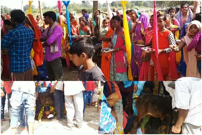 shahdol Tribal tradition on verge of extinction