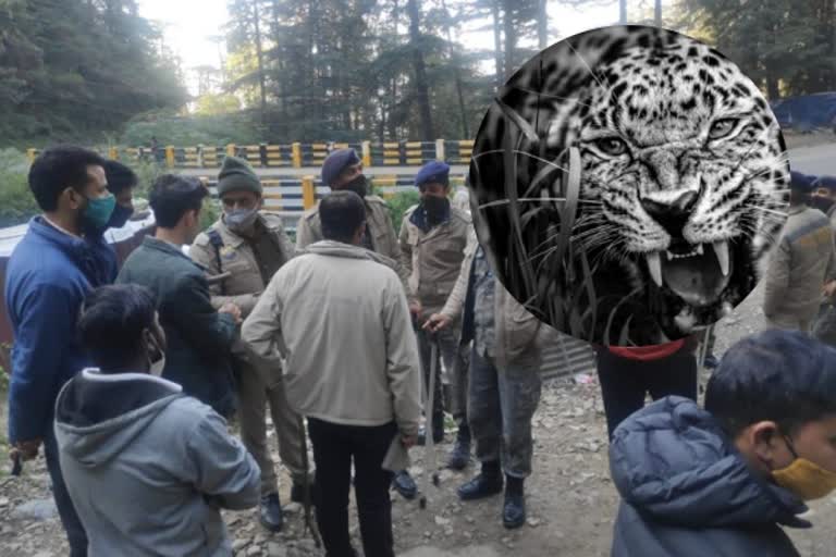 leopard-took-away-a-five-year-old-child-in-shimla