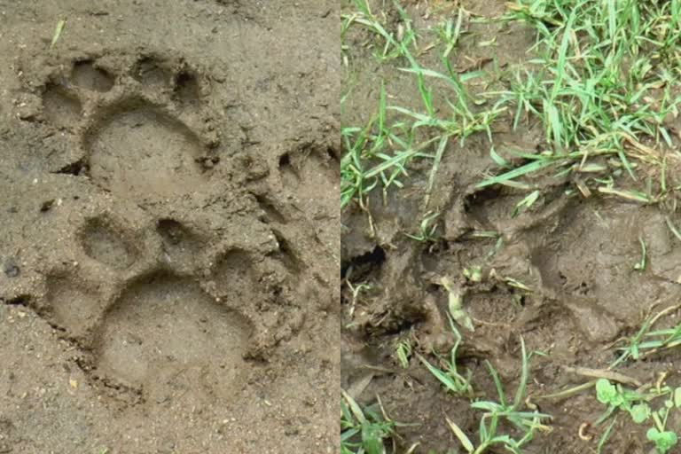 leopard presence in munnar kadalar east division  മൂന്നാറിൽ പുലി ഇറങ്ങിയതായി ആശങ്ക  ഭീതിയിൽ പ്രദേശവാസികൾ  പുലി ഇറങ്ങി  leopard  leopard presence in munnar