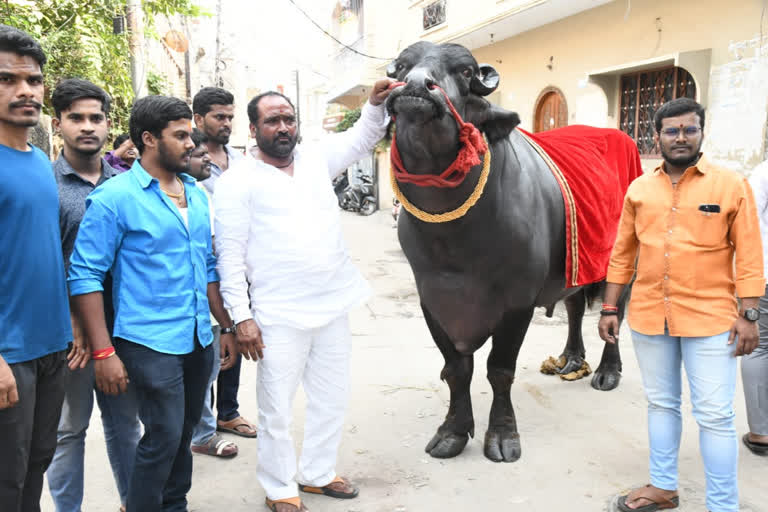 gold-chain-worth-rs-1-dot-50-cr-to-be-presented-to-bahubali-dunna-at-sadar-festival-in-hyderabad