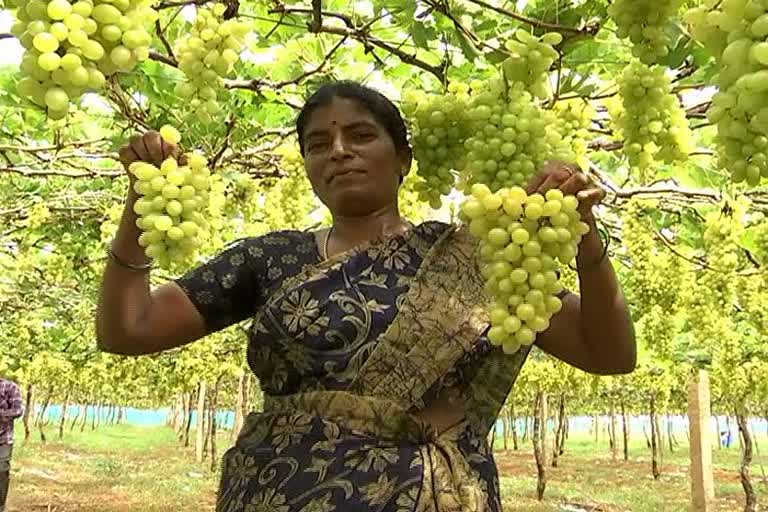 ananthapuram-grapes-farmers-happy-for-graoes-prices-hike