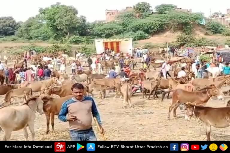 forth-day-of-historical-fair-of-donkeys-in-chitrakoot