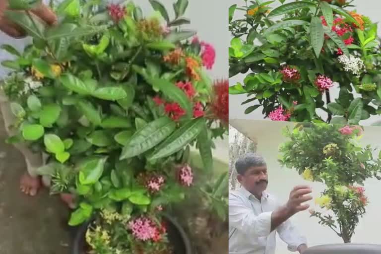 28 species of Ixora coccinea in one plant from budding  Ixora coccinea  budding  plant budding  തെച്ചി  തെച്ചിച്ചെടി  ബഡ്ഡിങ്ങ്