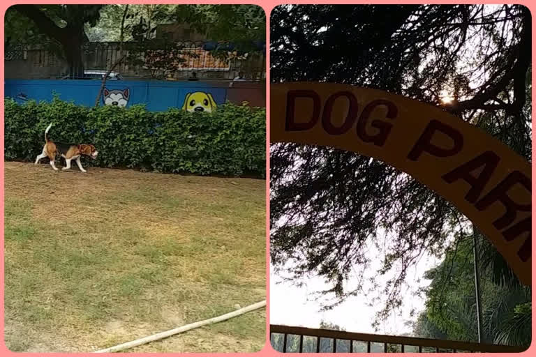 dog park in delhi