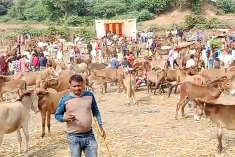 donkey fair organized