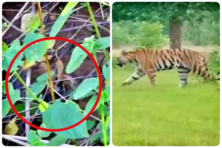 tigress radha gave birth to two cubs