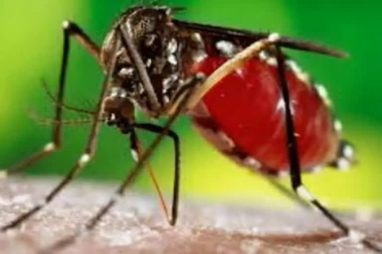 dehradun dengue patient death