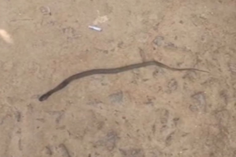 Three-month-old child bitten by snake dies in Telangana's Mahabubabad