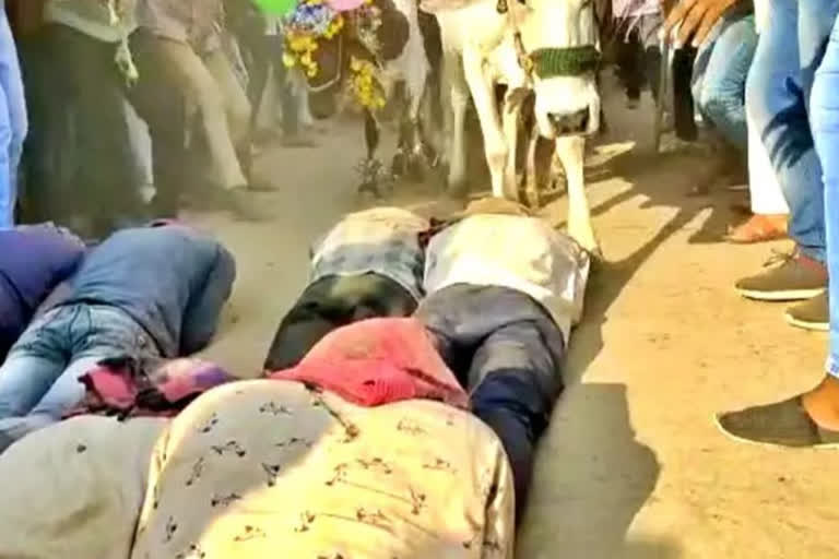 Bhidavad village of Ujjain  Bhidavad village  പ്രാകൃത ആചാരങ്ങൾ  ആചാരം  herd of cows run on the bodies of people in Bhidawad village  herd of cows  herd of cows run on the bodies of people  ശാസ്‌ത്ര പുരോഗതി  ശാസ്‌ത്രം  ശാസ്‌ത്രീയത  science  scientific temper  constituition