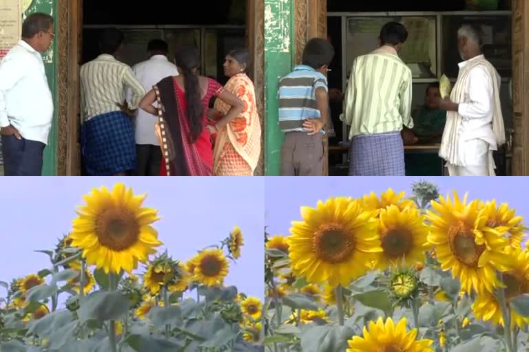 shortage of sunflower seeds in koppal