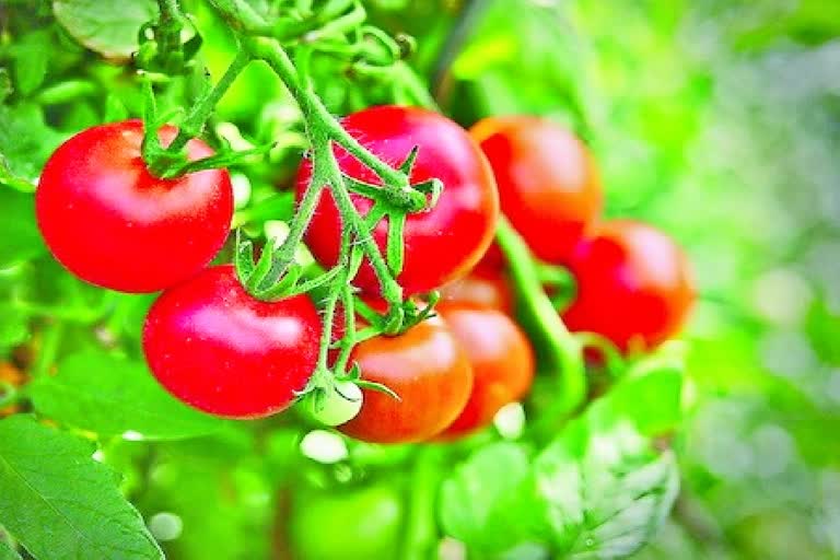 Vegetables price hike in Telangana
