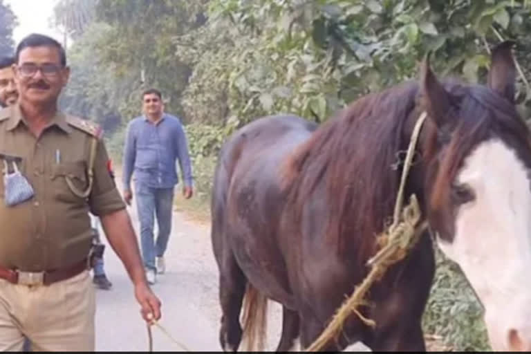 कांग्रेस नेता की लापता घोड़ी