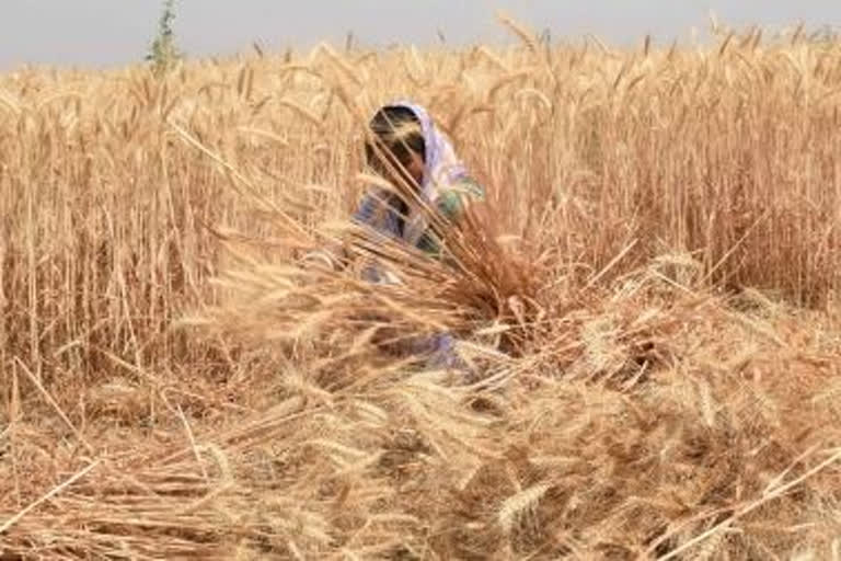Pak isn't allowing Indian wheat to reach hungry Afghanistan
