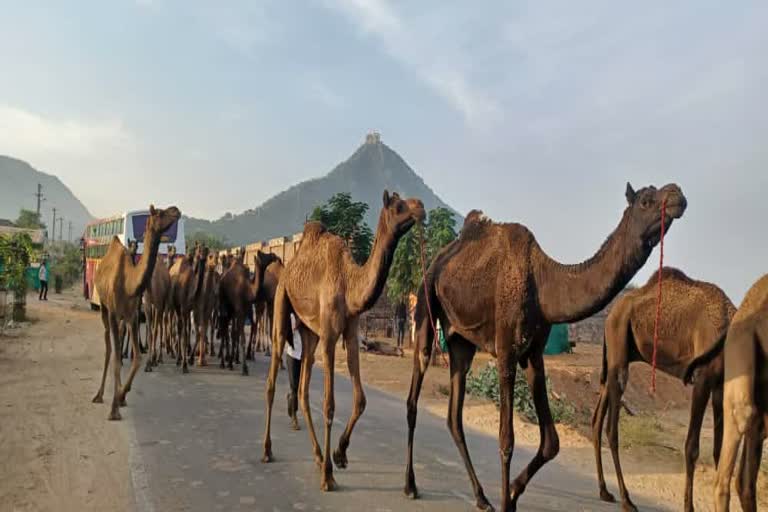 पुष्कर मेले में शिक्षकों की ड्यूटी , Pushkar Cattle Fair