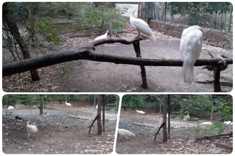 White peacock in Indore Kamala Nehru Zoo