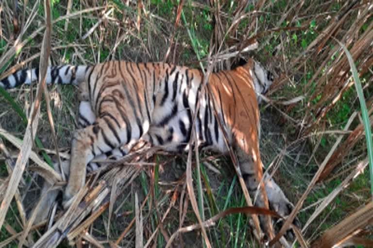 Dead body of male tiger found during patrolling in MP's Bandhavgarh