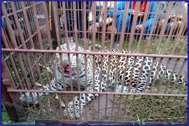 a-leopard-is-kept-under-a-cage-