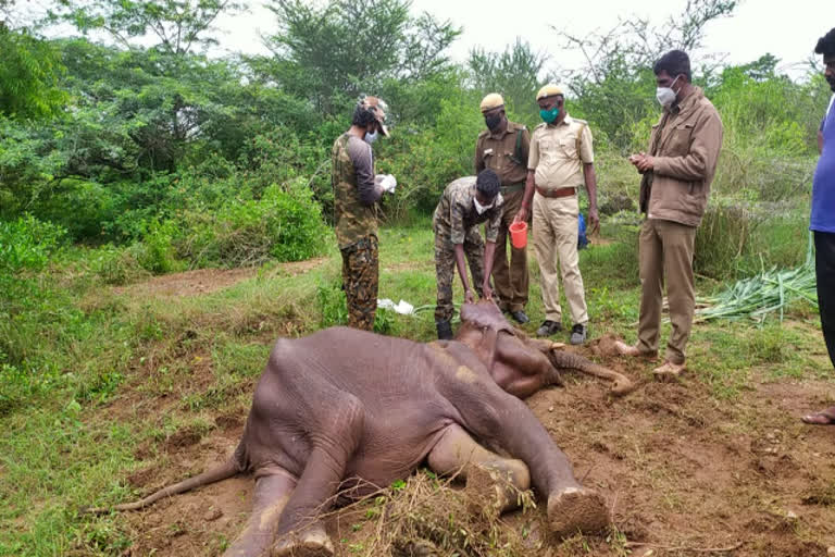 coimbatore news  coimbatore latest news  elephant  elephant death  elephant death in coimbatore  கோயம்புத்தூர் செய்திகள்  உடல்நலக் குறைவால் உயிரிழந்த யானை  யானை  யானை உயிரிழப்பு  கோயம்புத்தூரில் யானை உயிரிழப்பு