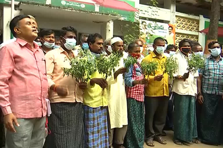 MIRCHI FARMERS