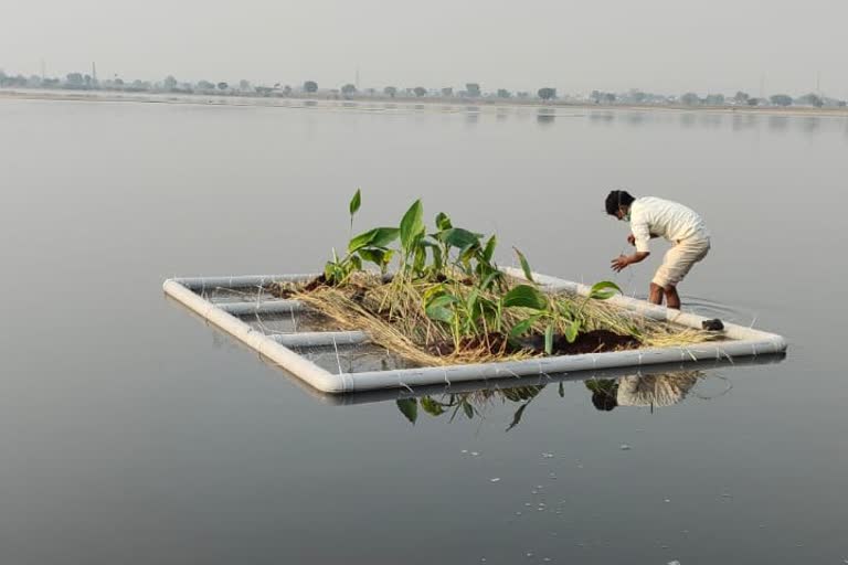 प्रदूषण रोकने वाले पौधे