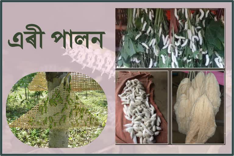 eri silkworm being self reliant by ferming