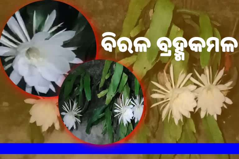 ଅଗଣାରେ ଫୁଟିଲା ତିନୋଟି ବିରଳ ବ୍ରହ୍ମକମଳ ଫୁଲ