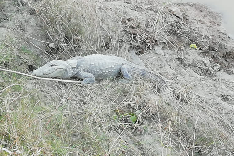 Crocodile Found