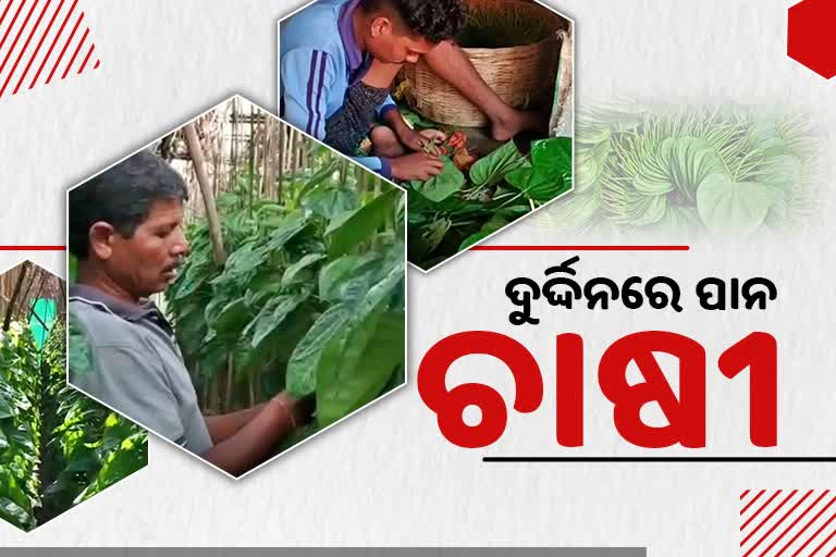 betel farmer