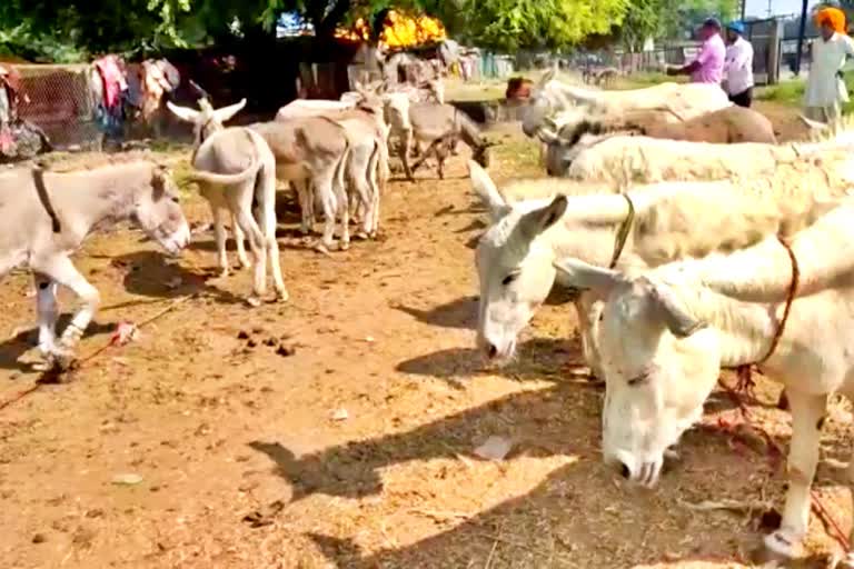 Donkey Fair in Madhya Pradesh