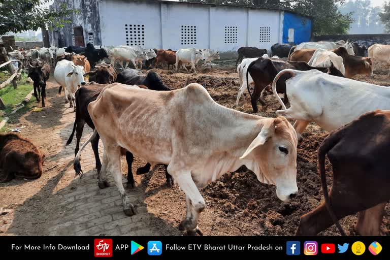 बरेली की गोशाला  में 29 गोवंशो की मौत