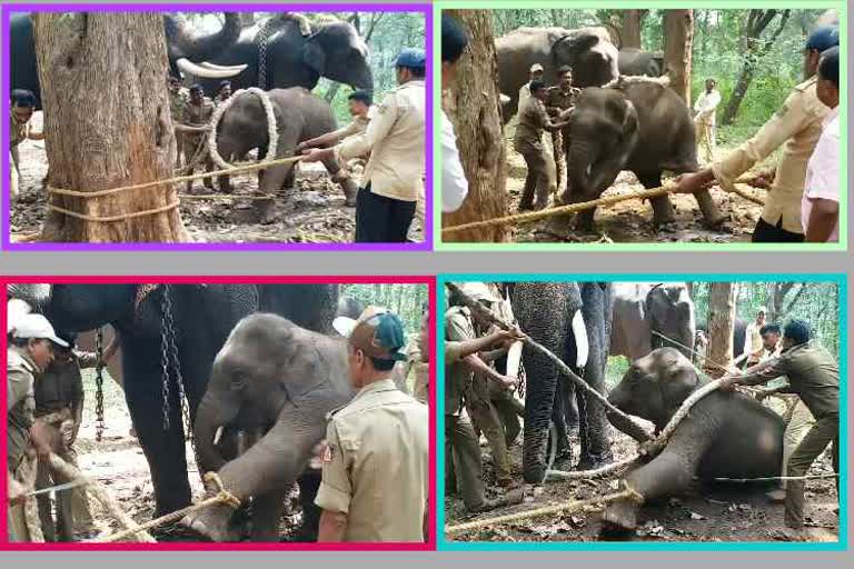 elephant weaning in sakrebailu, shimoga district