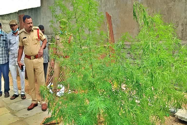 Marijuana cultivation at Home