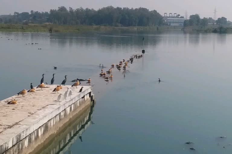 asan barrage vikasnagar