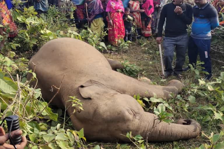 হাতির মৃতদেহ