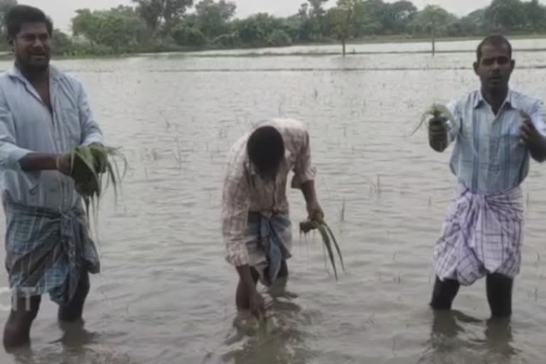 30 ஆயிரம் ஏக்கர் விளைநிலத்தில் மழை நீர் சூழ்ந்துள்ளது விவசாயிகள் கவலை