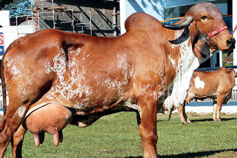 2000 Gir cows will be brought from Gujarat to Assam