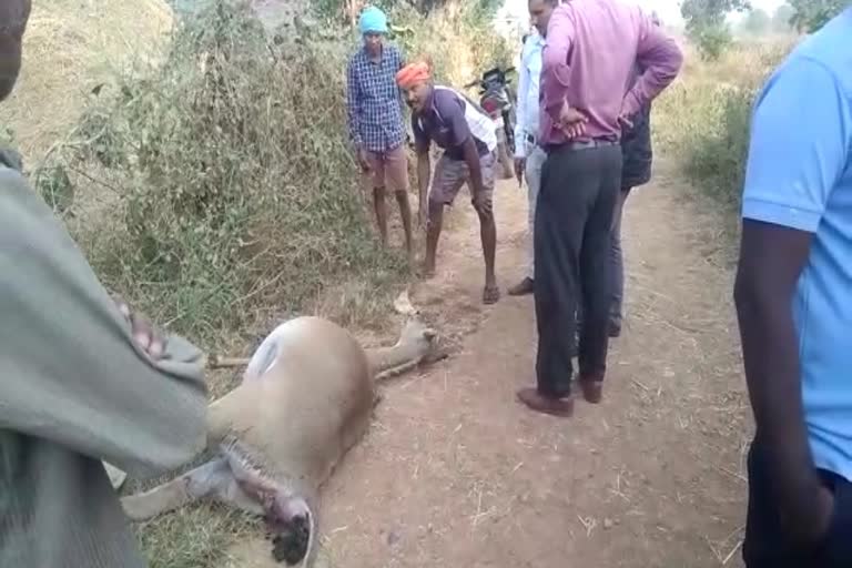 Nilgai died in Rajnandgaon