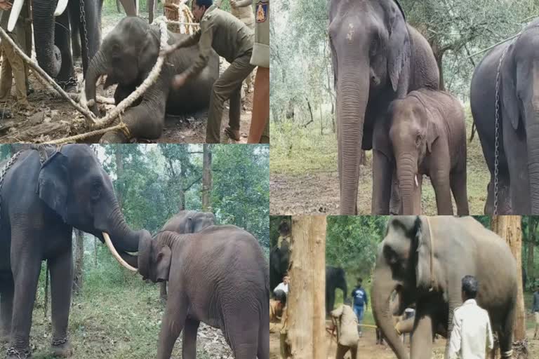 Puneeth Rajkumar separated from mother  Baby elephant separated from mother  Elephant calf separated from mother for festivals