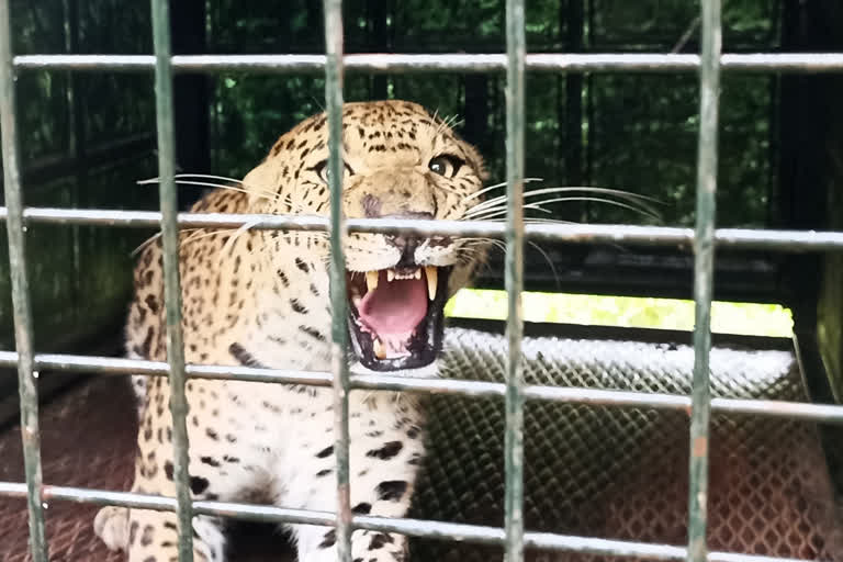 cheetah captured by forest officials which killed woman